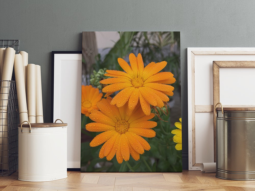 Vibrant Dewy Marigold Duo | Canvas Wall Art | Catchy Gallery | CG-127