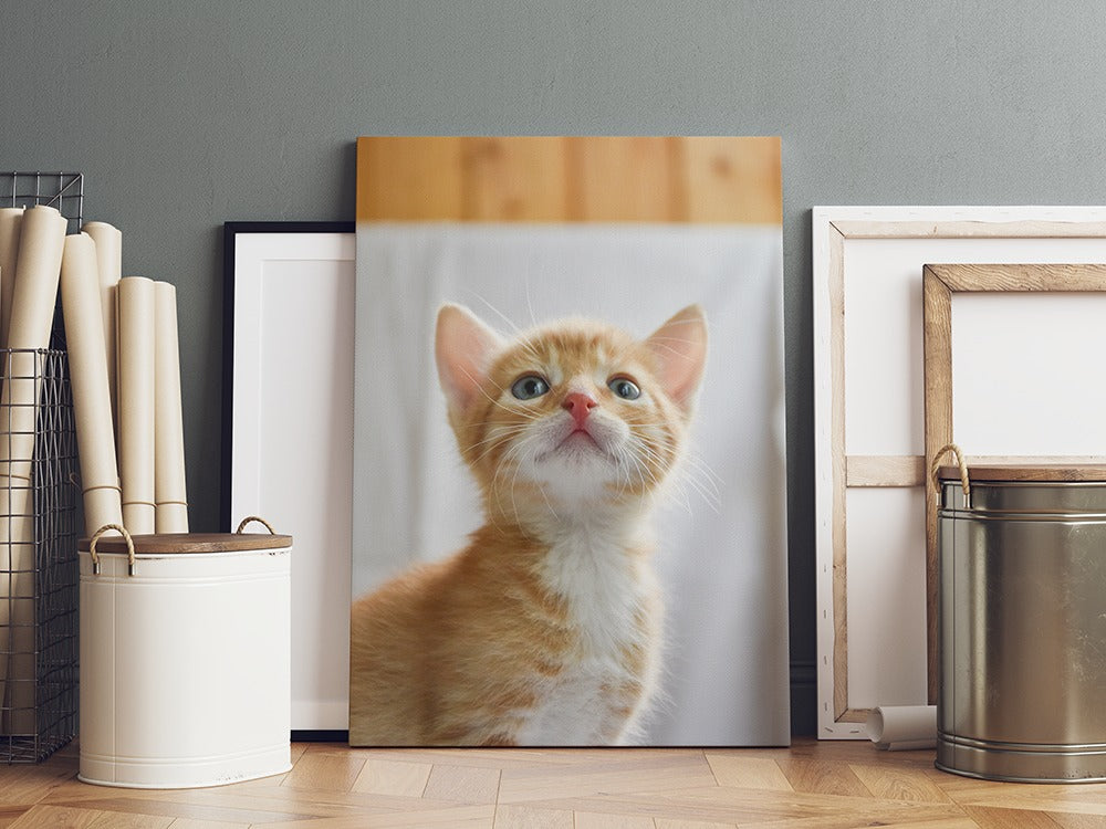 Kitten Portrait | Canvas Wall Art | Catchy Gallery | CG-132